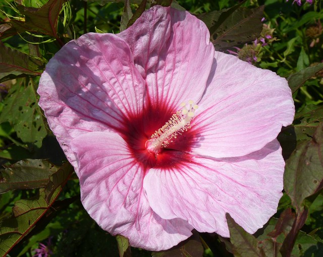 Hardy Hibiscus Kopper King a photo on Flickriver