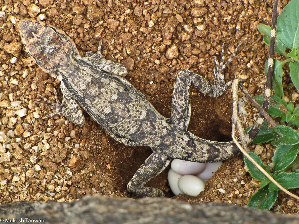 Mountain lizard laying eggs Spotted this lizard laying egg… Flickr