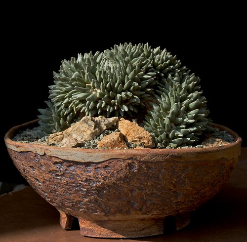 CSSA Show 2010 Cactus and Succulent Society of America