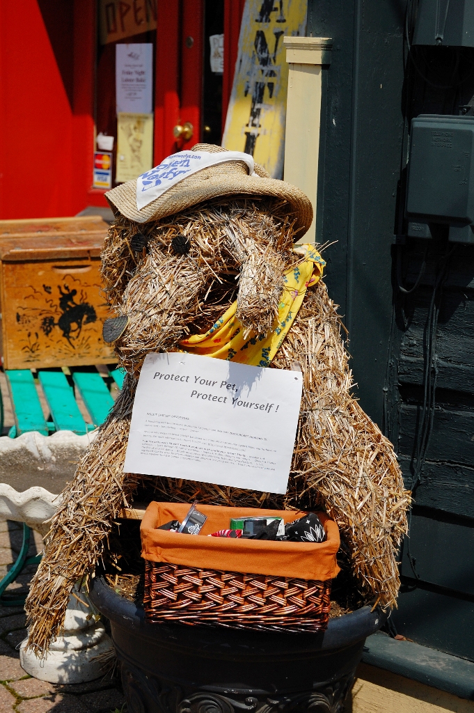 219/365 Strawdog of Frenchtown Frenchtown Pet shop Margaret Collins