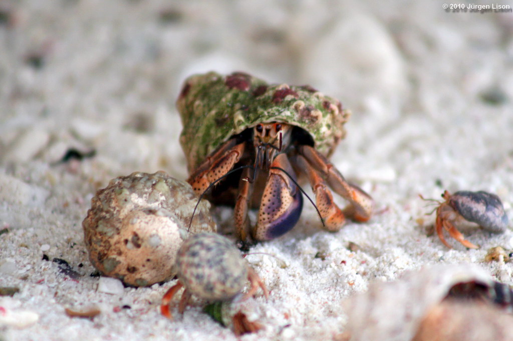 Breaking of the day Crab coming out of her shell At the f… Flickr