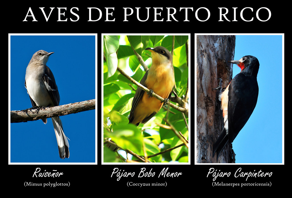 Aves de Puerto Rico Israel Rivera Flickr