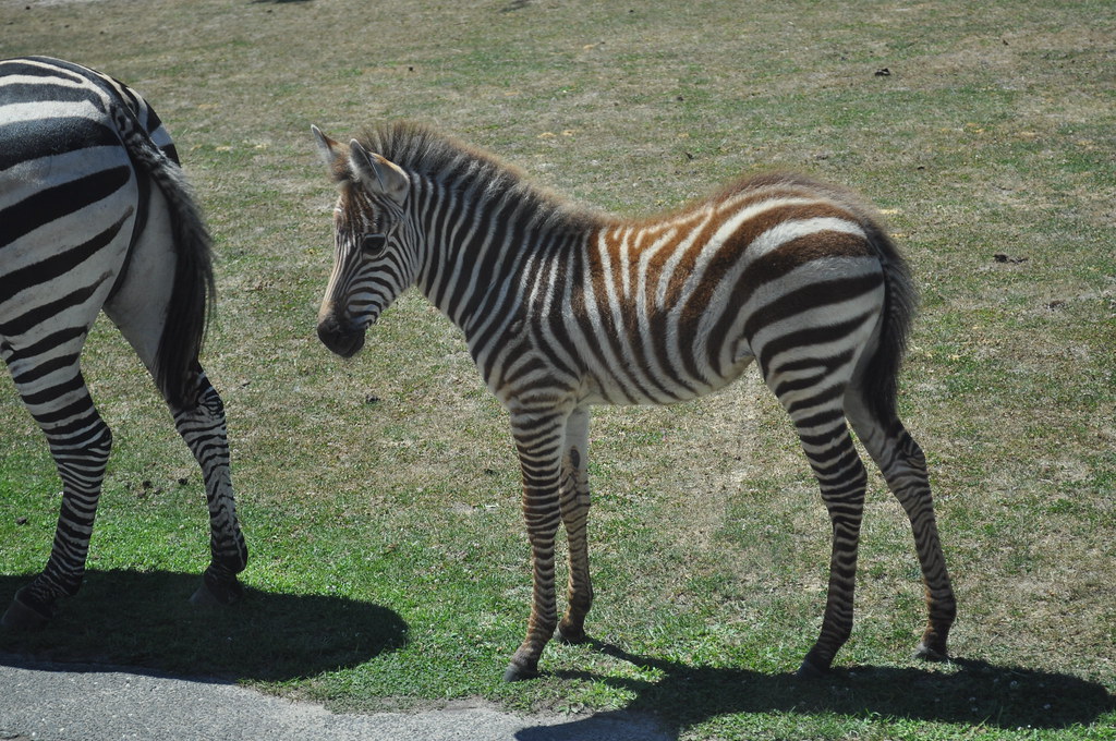 Little Zebra 高 景貝 Flickr