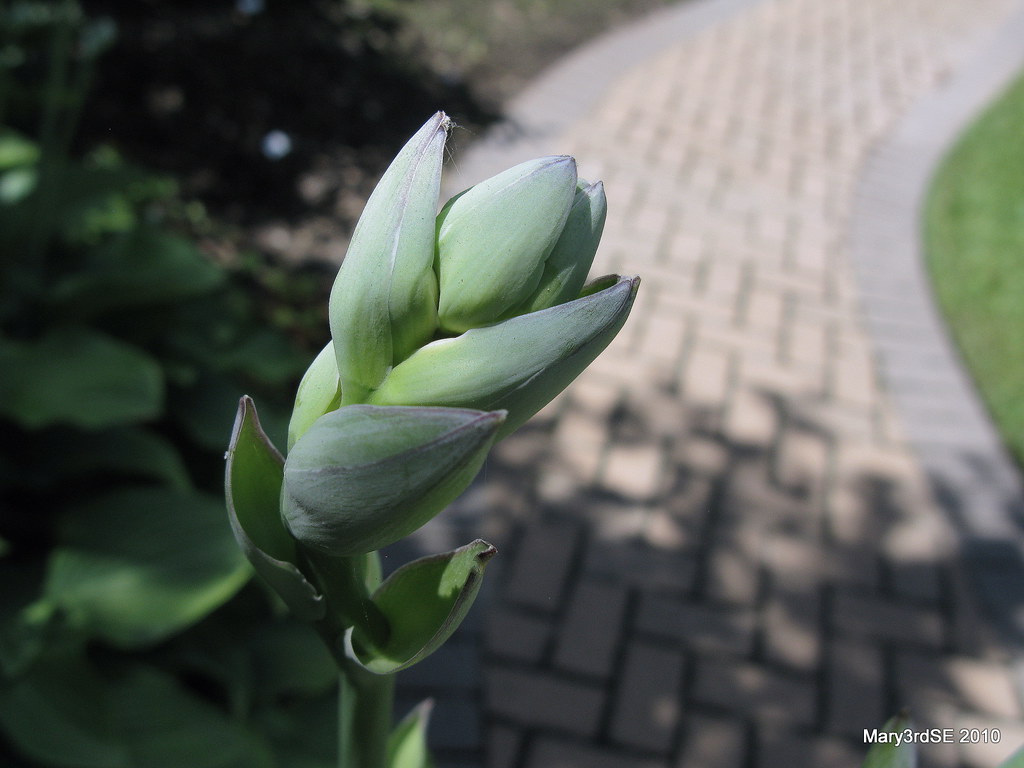 Meredith Gardens 041a Mary McLaughlin Flickr