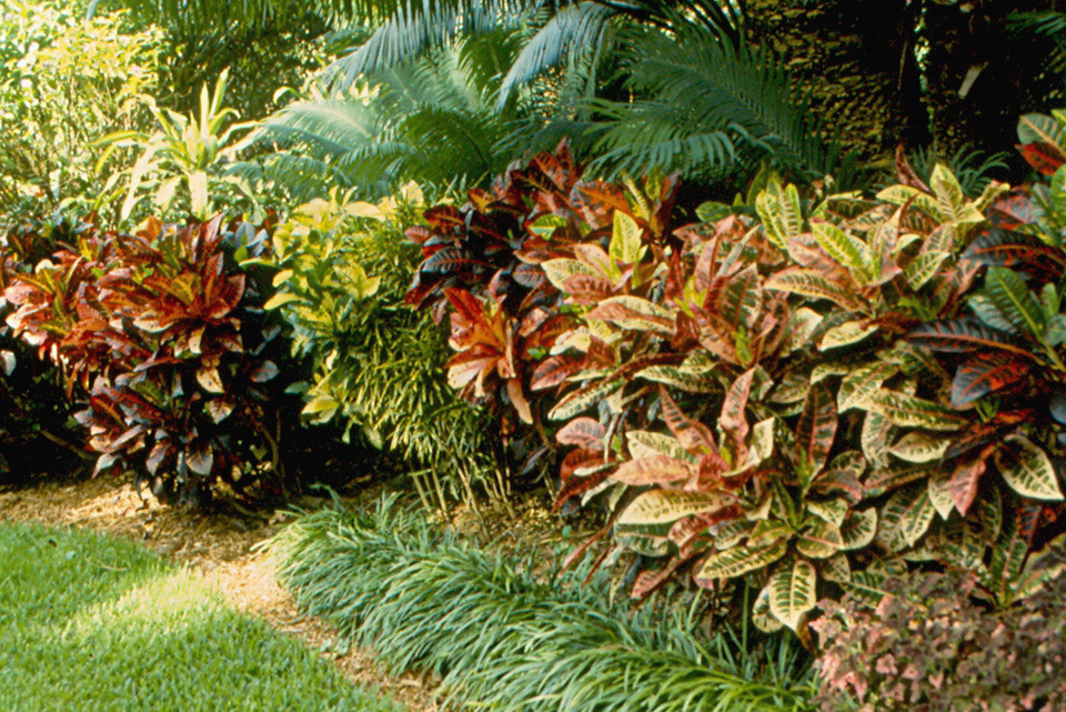 Cypress Gardens Crotons in Botanical Garden These croton… Flickr