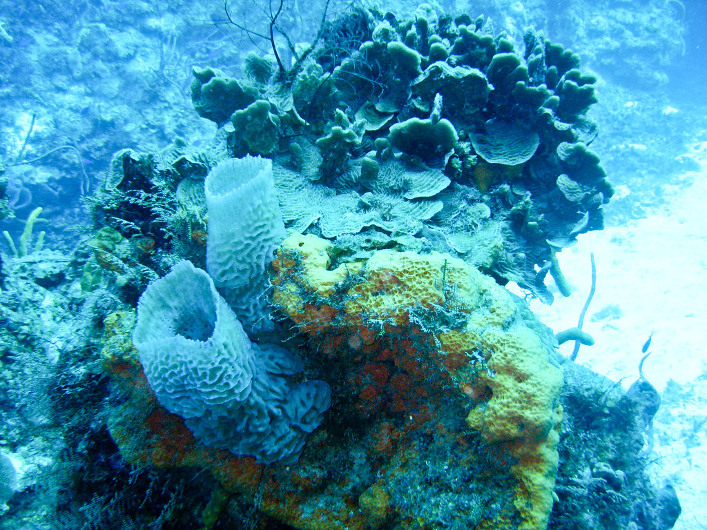 IMG_1273 CozumelPalancar Horseshoe Reef 07/20/2010 Rich Whitlow Flickr