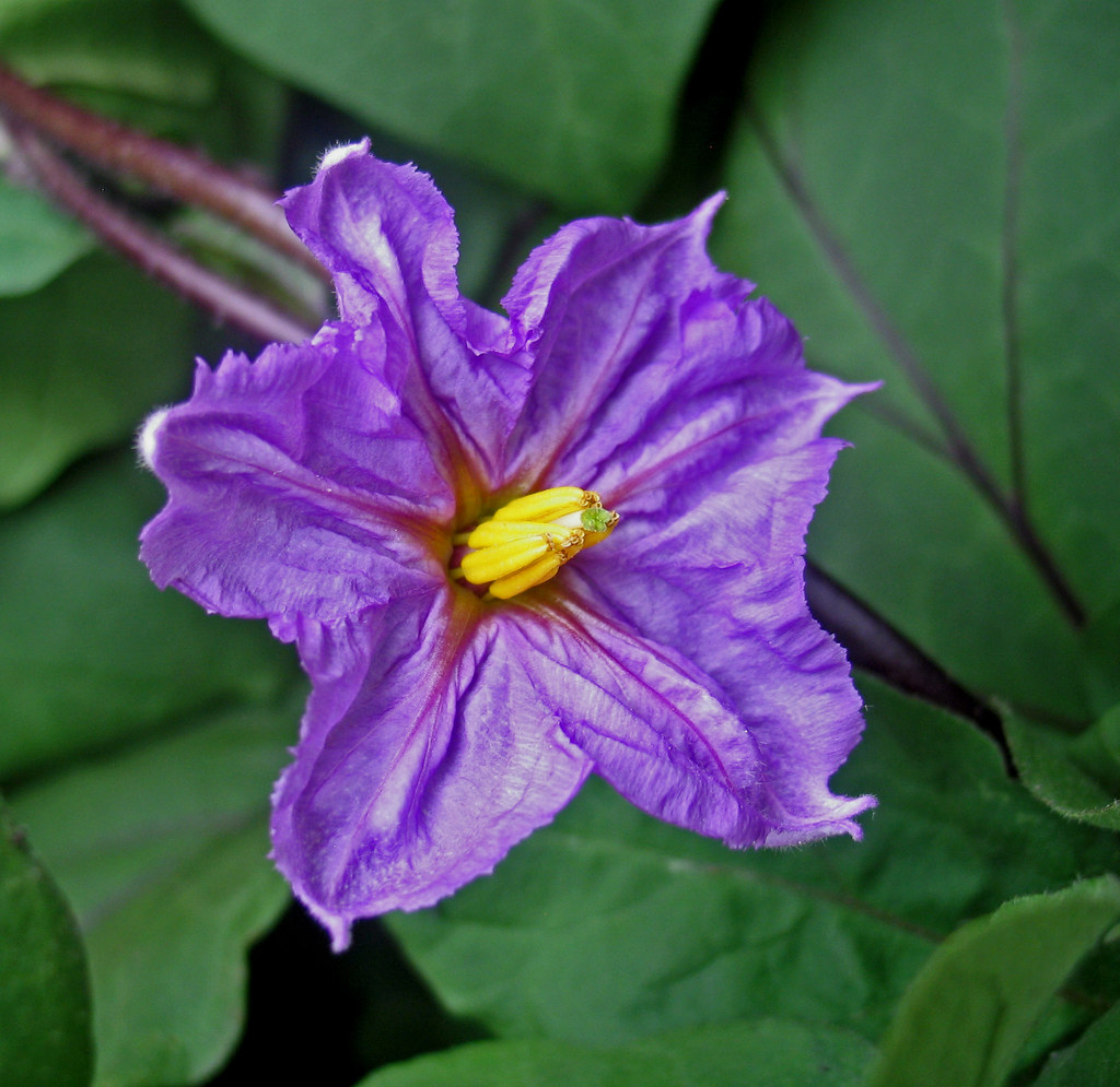 aubergine flower. Solanum melongena Cherry Flickr