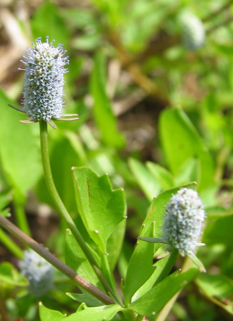 Eryngium prostratum Creeping Eryngo Liberty County, Texas… Flickr
