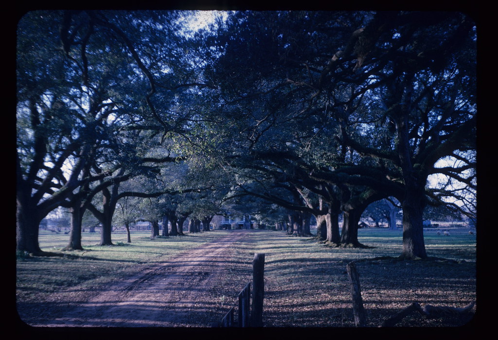 Prudhomme Plantation, Bermuda, LA December 1962 Jason Church Flickr