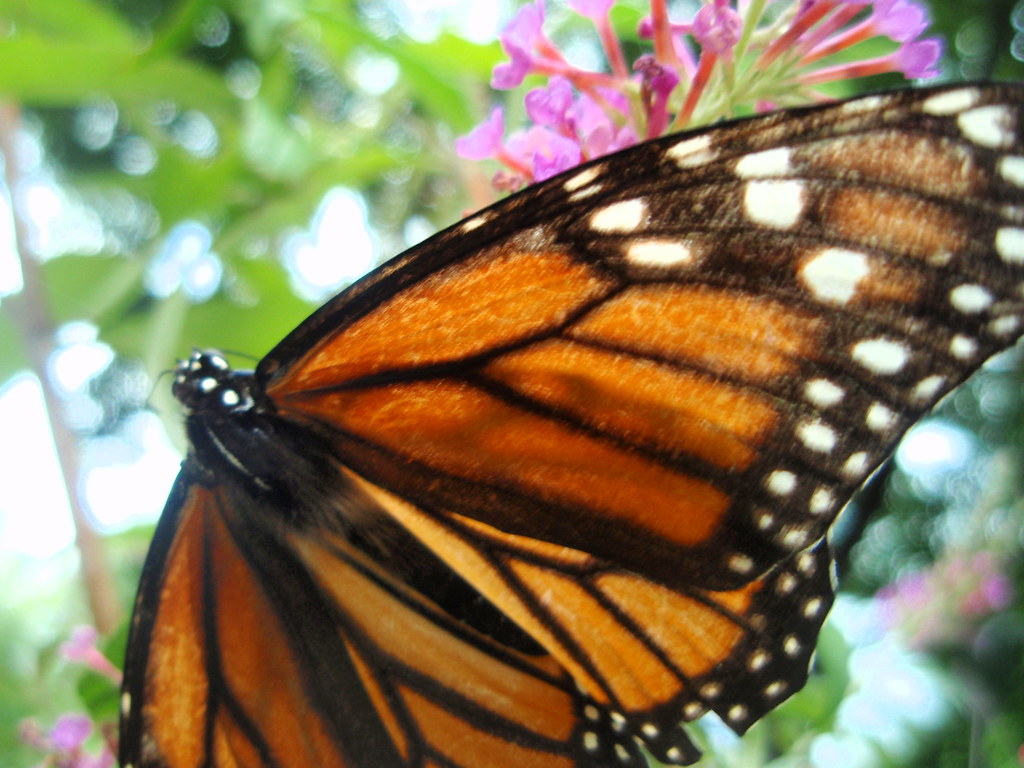 A Butterfly's Wingspan Mike Flickr