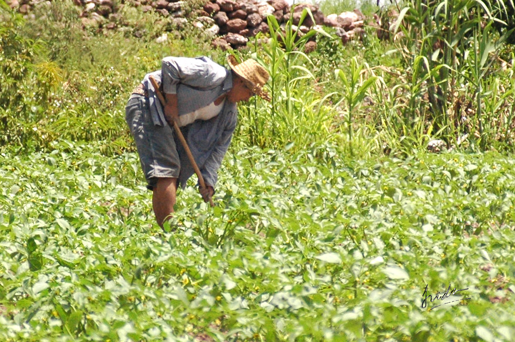 Trabajando el campo Gente trabajadora de mi pueblo. Juan Gilberto