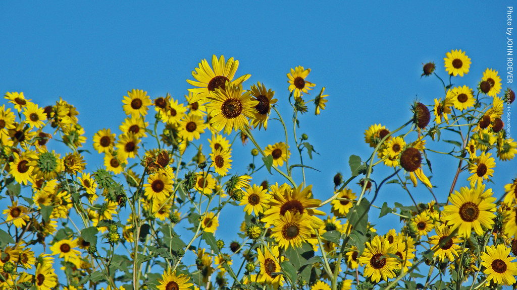 Sunflowers in North Olathe, 14 Sept 2010 Sunflowers in nor… Flickr