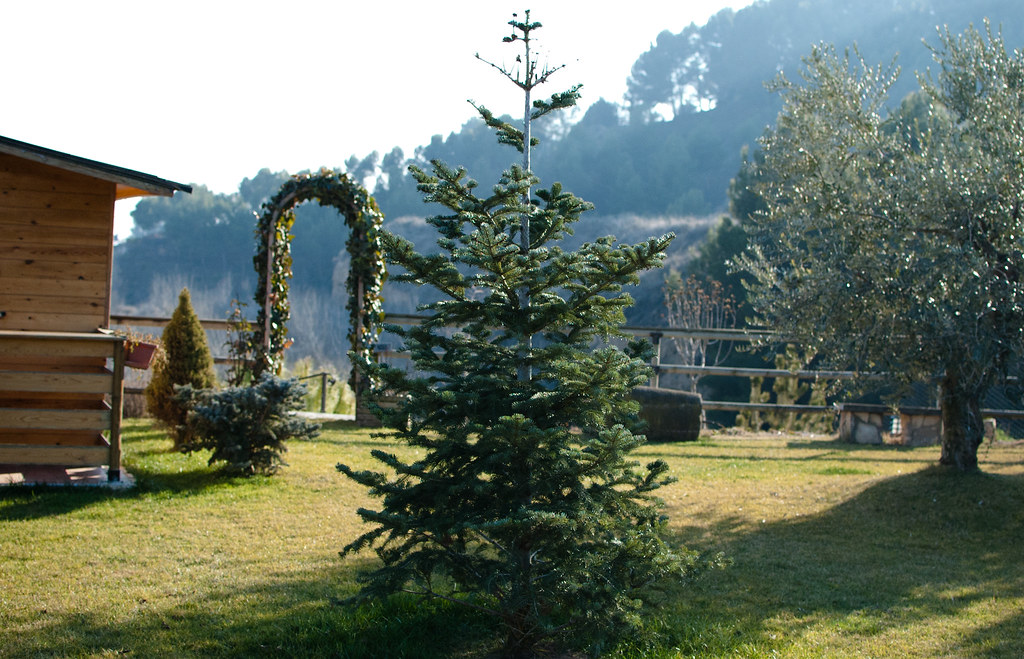 Winter garden Blog post Marina Marti Sarabia Flickr