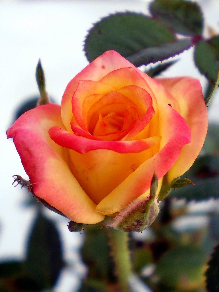 41 Day 353 My mom gave me this mini rose plant and I thoug… Flickr