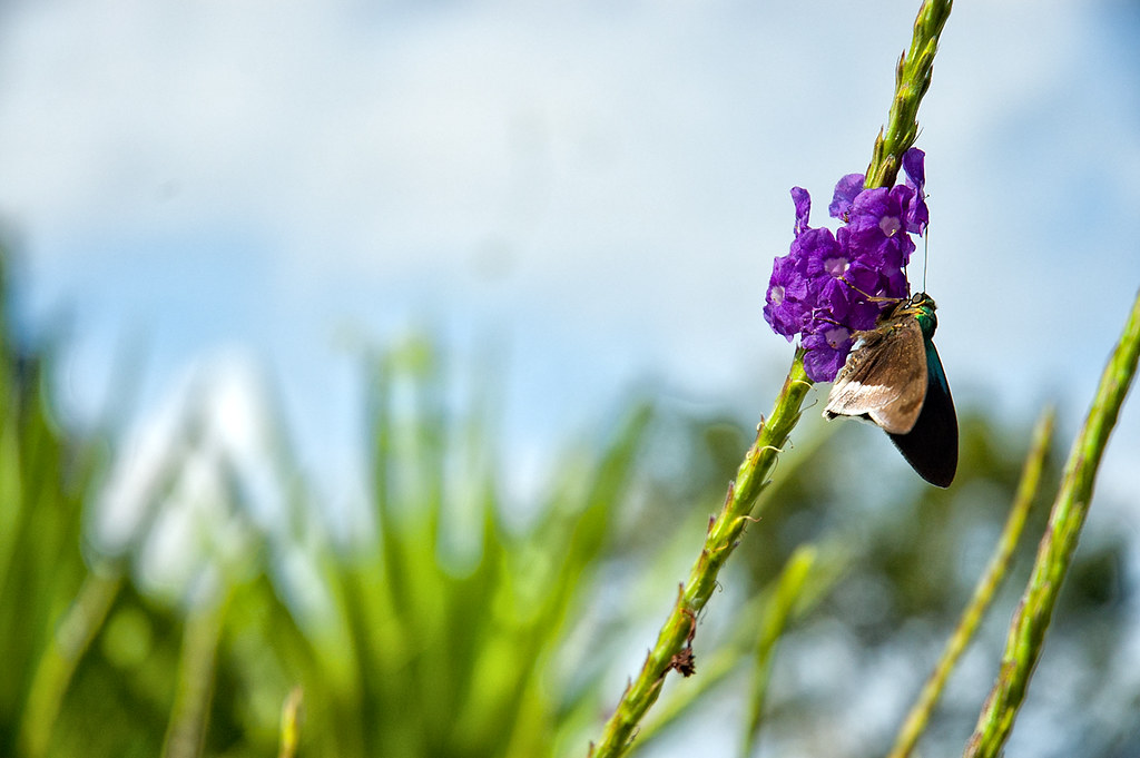 Hacienda Bella Vista Ozz Photography Flickr