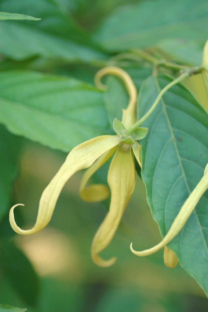 Dwarf Ylangylang Flower (Cananga odorata var fruticosa) a photo on