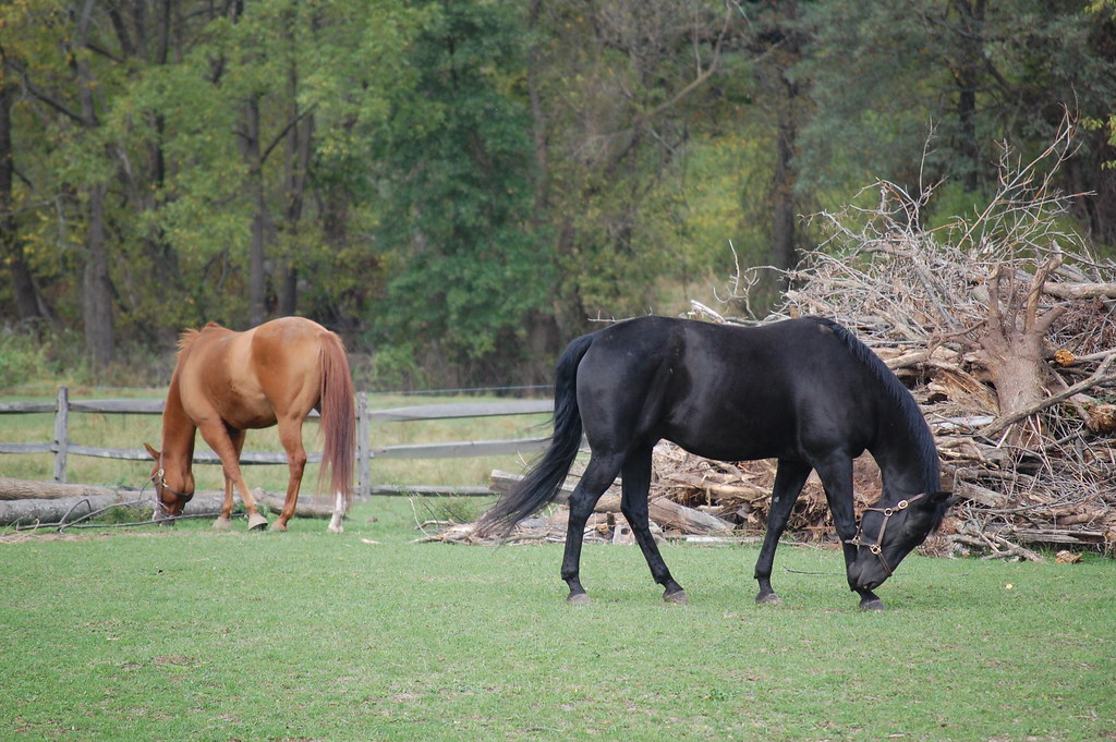 Toy Box Farm 039 TigerHawkBlog Flickr