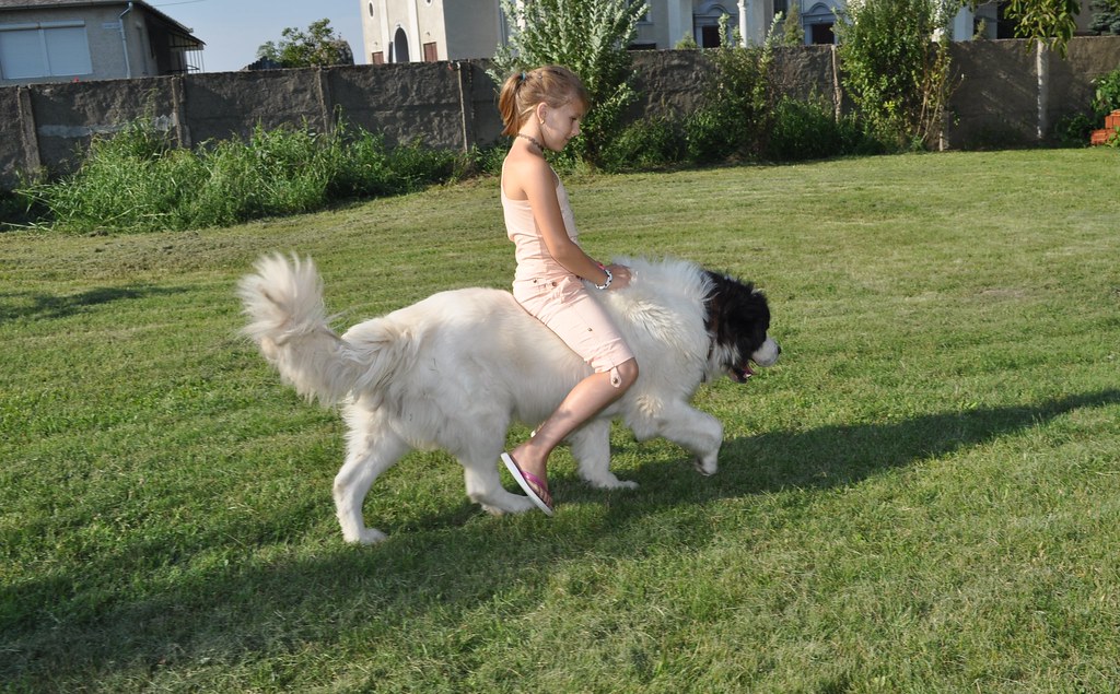 dog riding, dog horse Kislány kutyán lovagol. Flickr