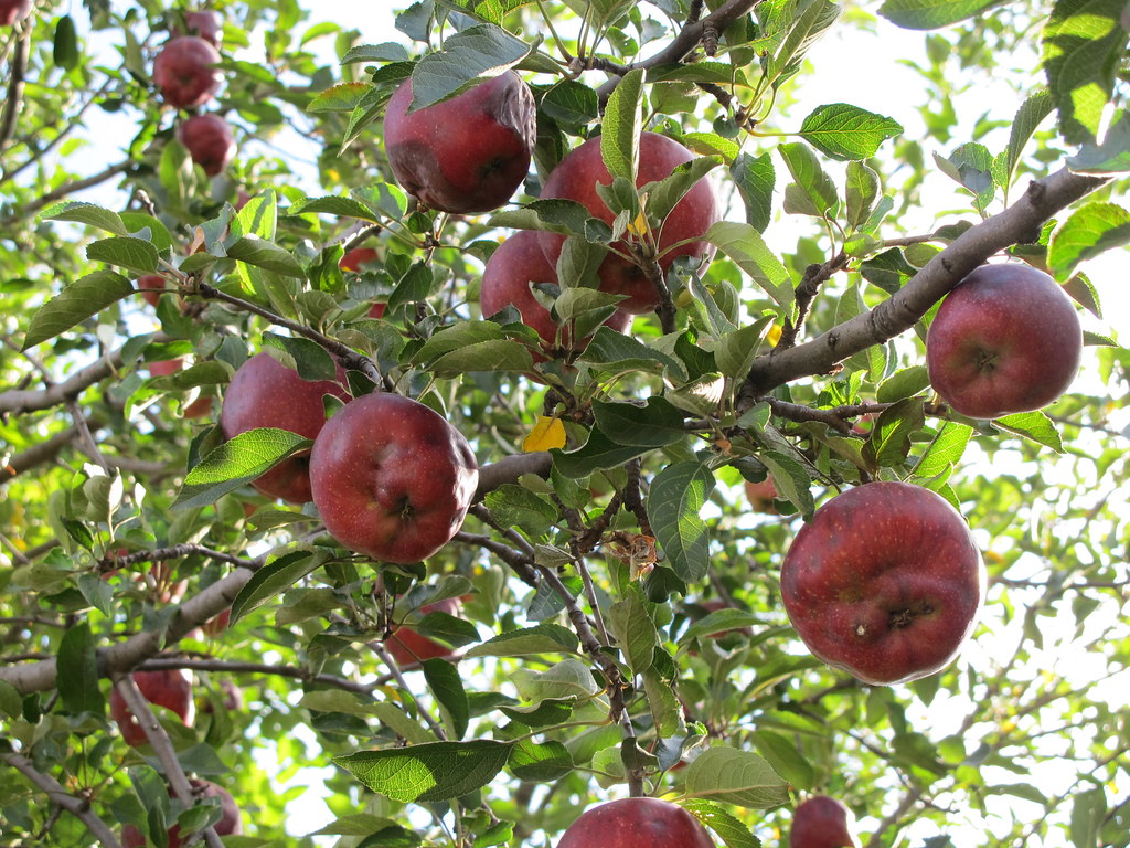 Fruitladen apple tree in October, Wayne, NE Ali Eminov Flickr