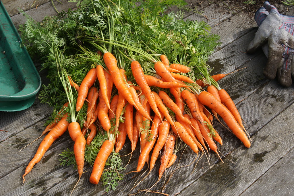 Our Carrot Crop Chris Feser Flickr