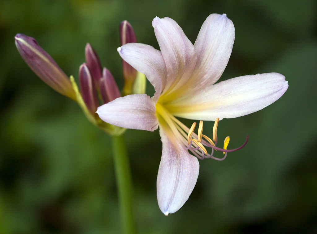 Surprise lily Just when I had begun to think that my bulbs… Flickr