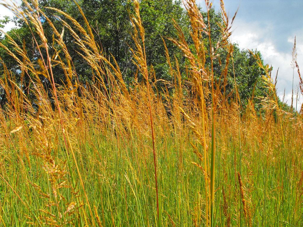 Natural Tallgrass Prairie in Illinois a photo on Flickriver