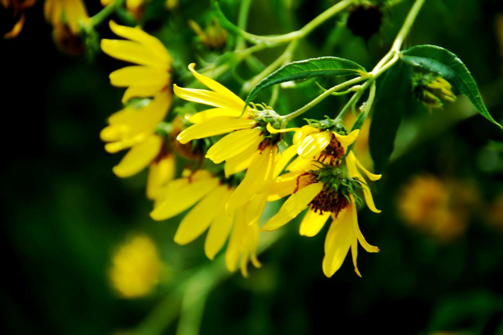 Madison September Flowers Madison, WI, September 2010 Flickr