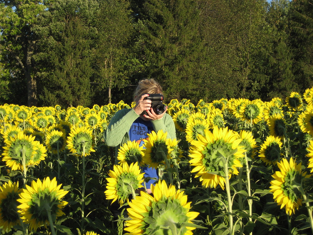 Yellow Springs Sunflower Field Ali Fuller Flickr