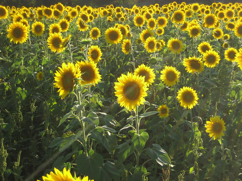 Yellow Springs Sunflower Field Ali Fuller Flickr
