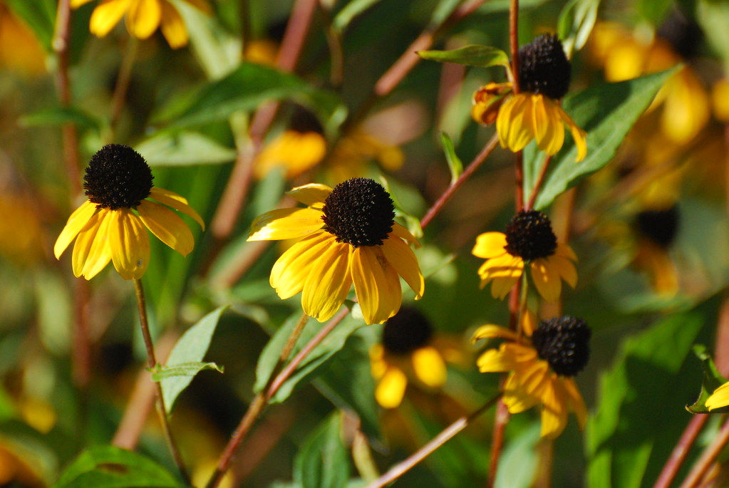 Thinleaved Coneflowers Owen Conservation Park Madison, WI… Flickr