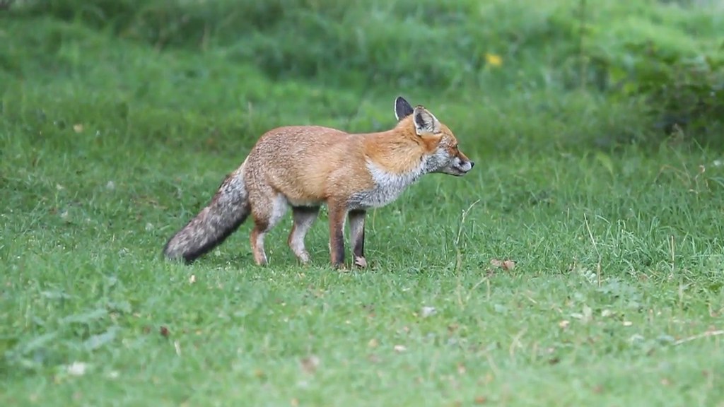Fox Fox on cannock chase, I should of left the focus butto… Flickr