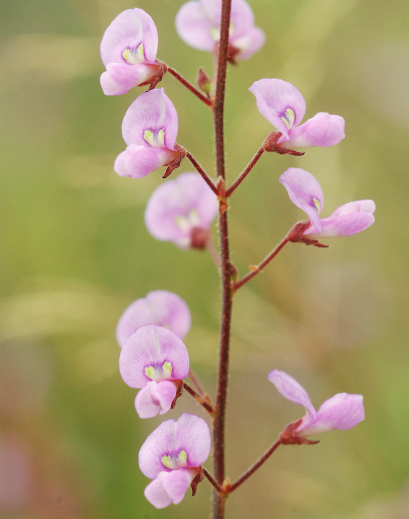 raceme in flower, hairy smallleaf tick trefoil Flowers us… Flickr