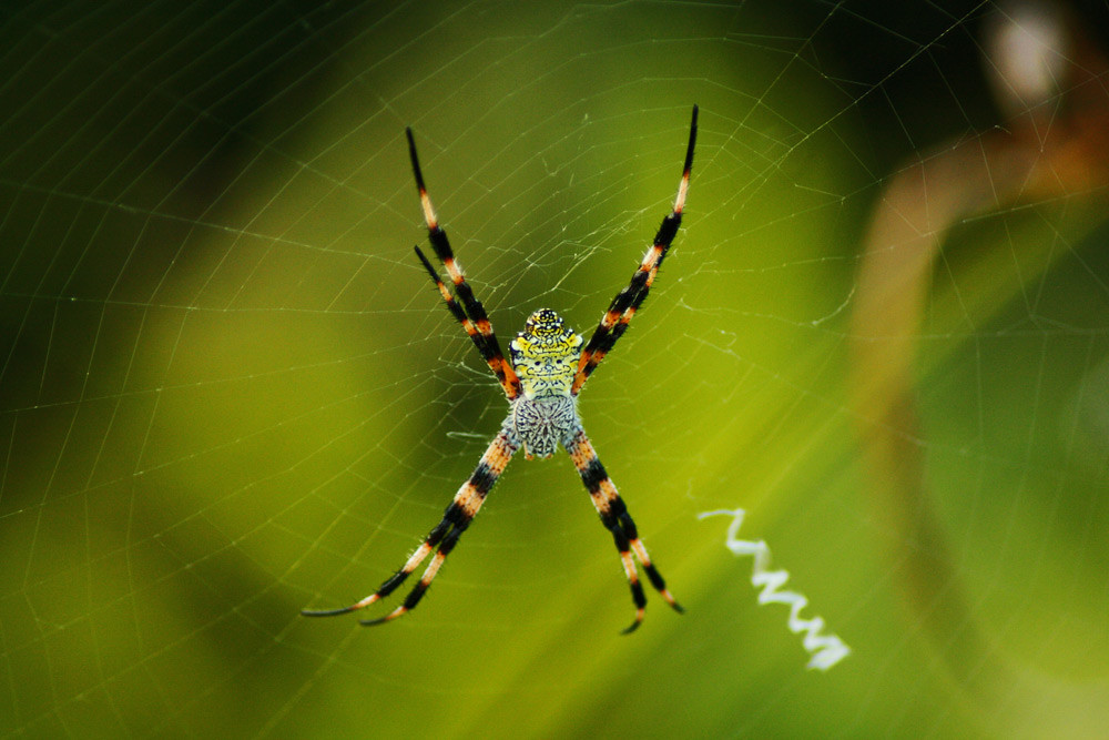 Hawaiian Sugar Cane Spider 73/365 www.larryreeves.info ©20… Flickr