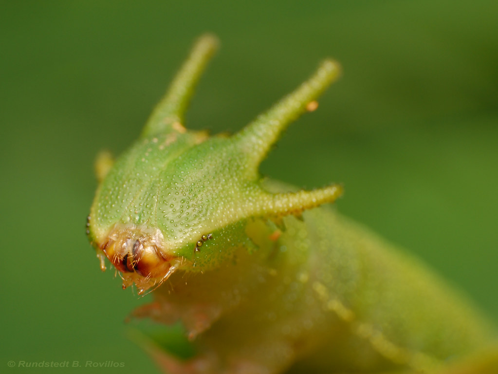 Tailed Emperor caterpillar (Polyura pyrrhus) The caterpill… Flickr