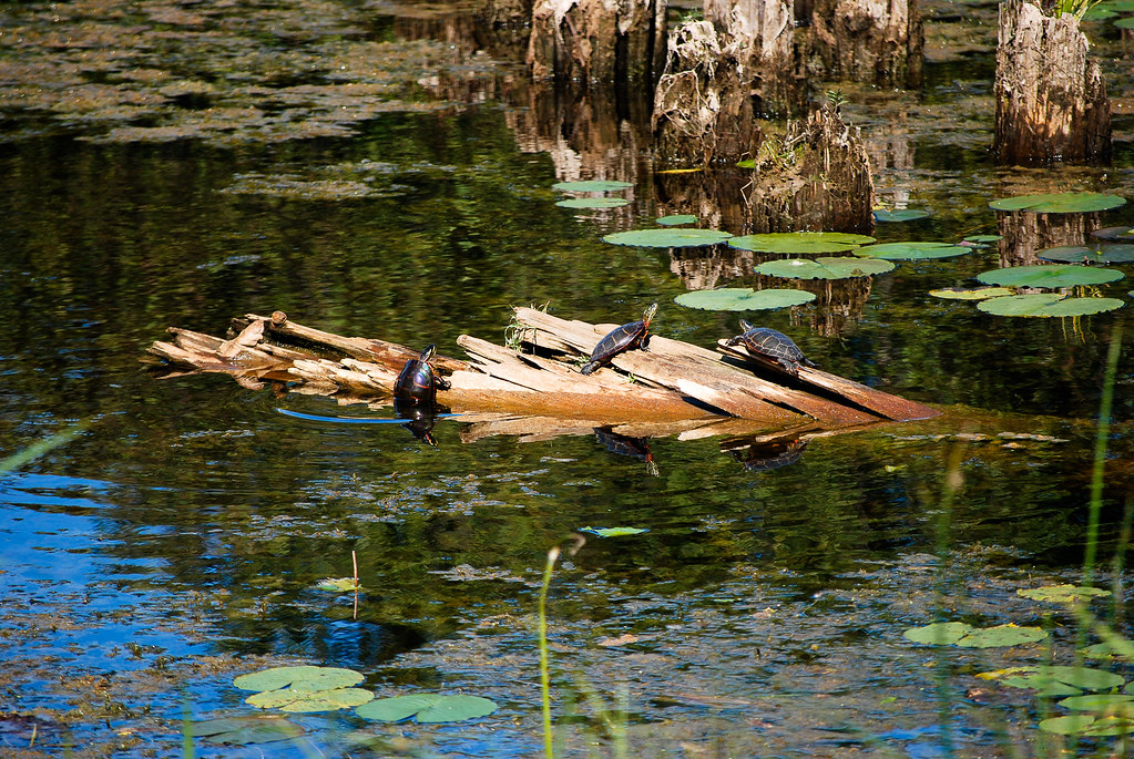 Peshtigo Harbor0800.jpg Tom Faller Flickr