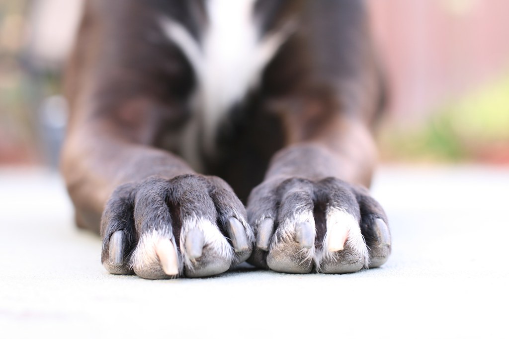 A few more shots with my new lens...this really is too much fun! Some cool shots of Sadie. Flickr