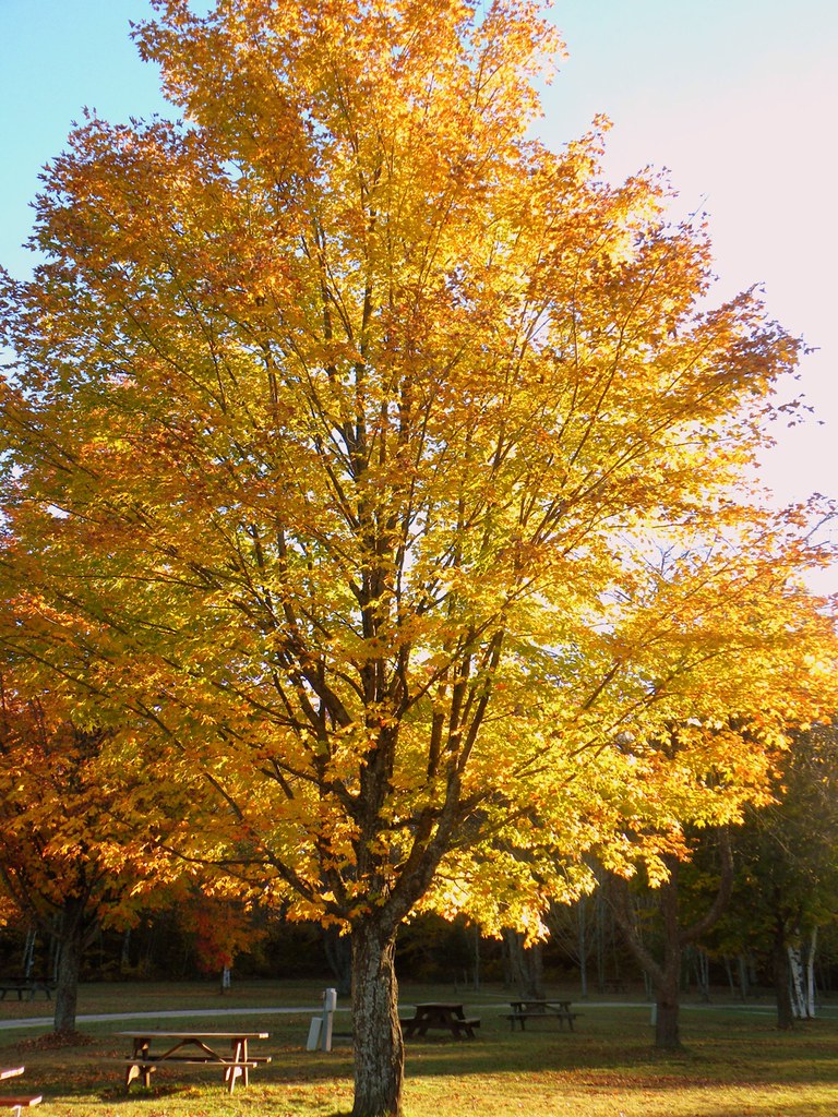 Fall Color Newberry, Michigan October 4, 2010 Fall Col… Flickr
