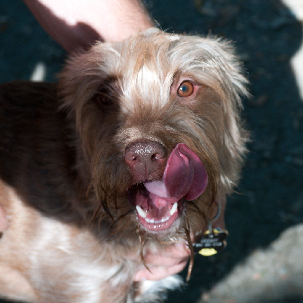 Ridgewood Dog Park a photo on Flickriver