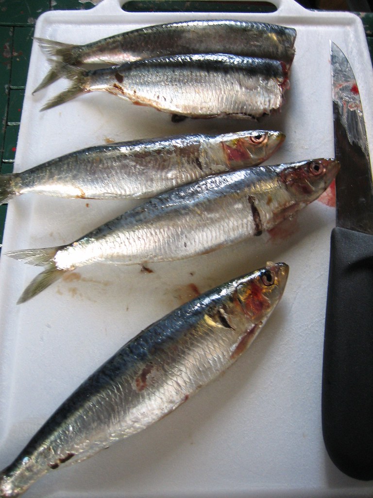 marvig sardines sardines caught in Marivg this September donald