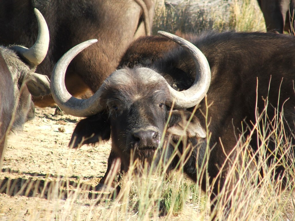 Water buffalo Brian Romans Flickr