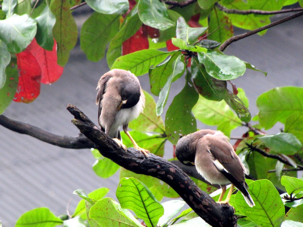 Monsoon birds Birds sunning themselves after a monsoon sho… Flickr