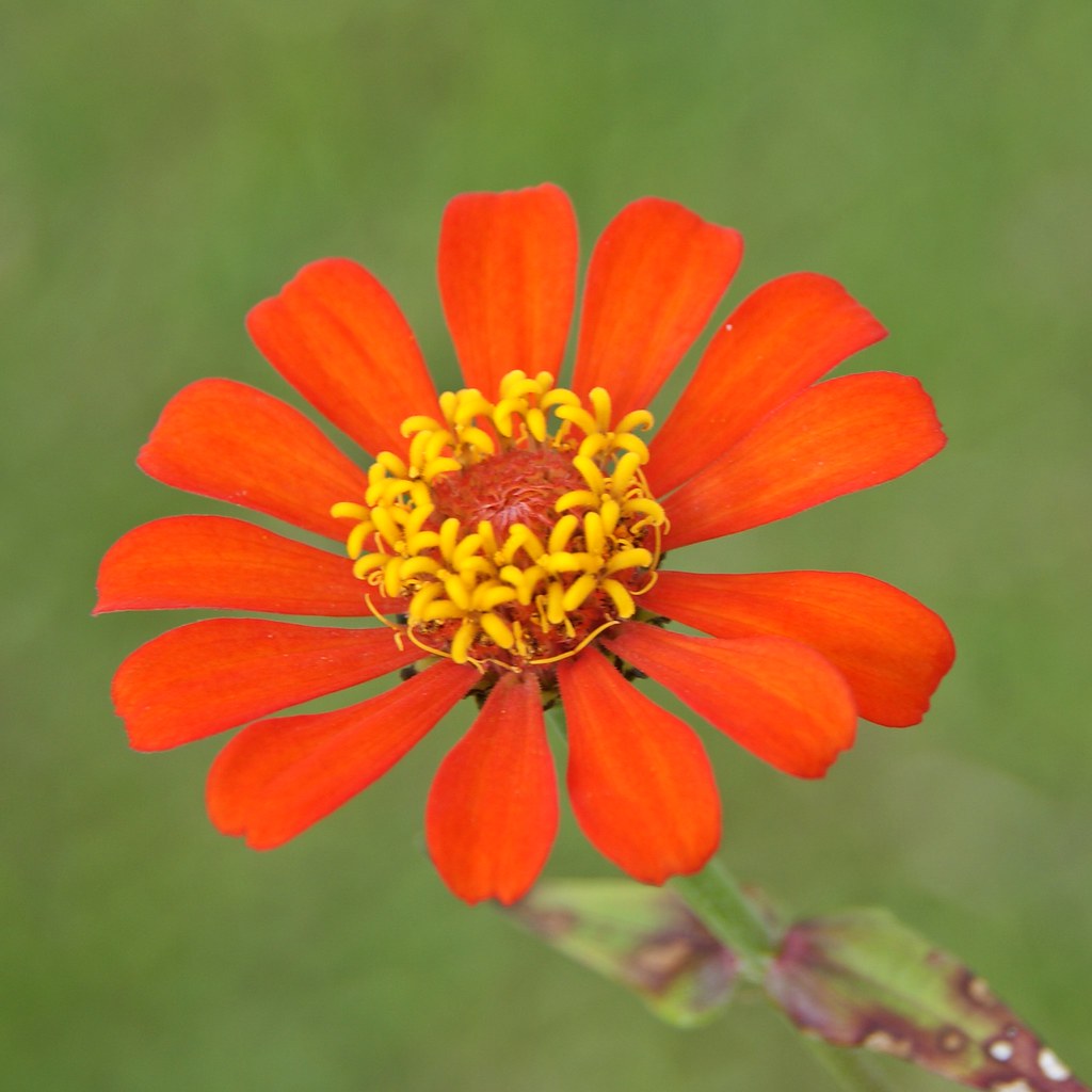 Grenada Flowers 9 Grenada Neal Flickr