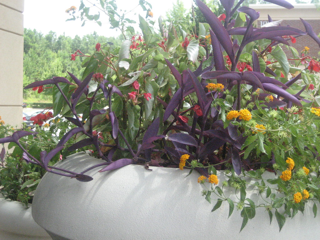 Flowers at The Avenue at b Gin John Conley Flickr