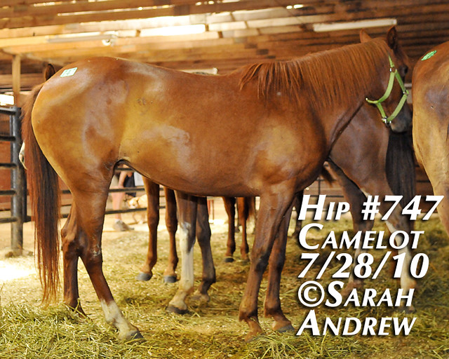 Hip 747 SOLD 747 Chestnut Quarter Horse Pony Mare, 14… Flickr