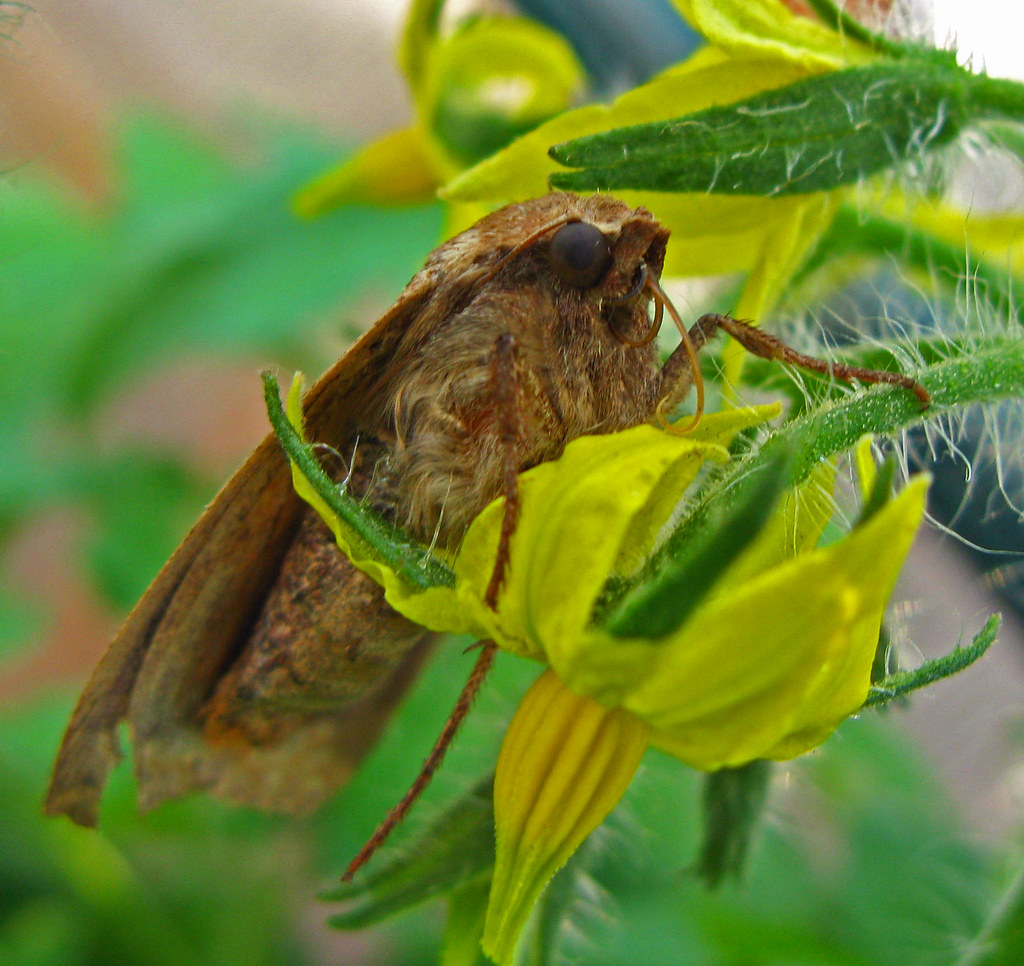 moth on tomato blossom Ed Hesse Flickr