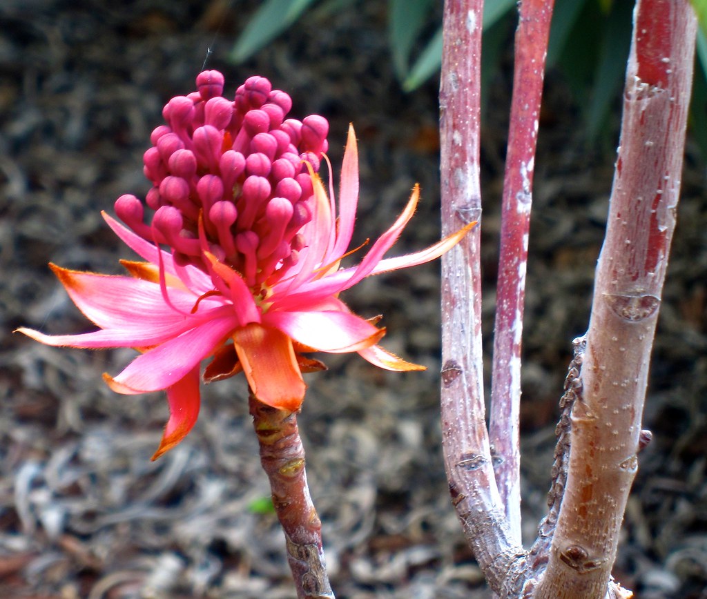 Flowers in Richmond Flowers in Richmond Dave Wilcox Flickr