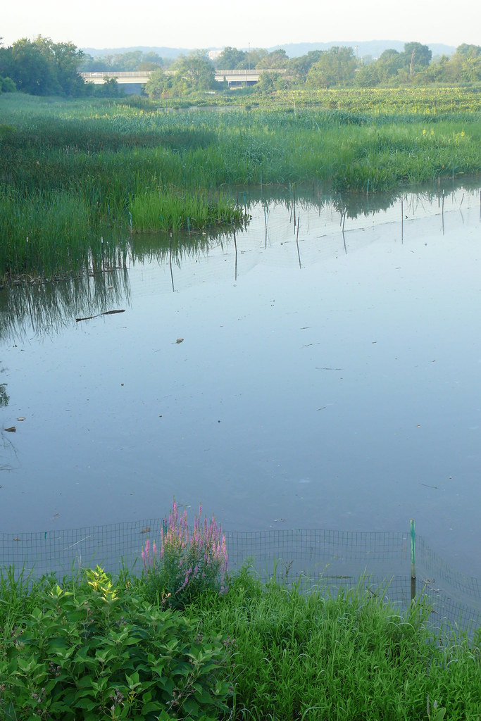 Kingman Lake wetland restoration Kingman Lake wetland rest… Flickr