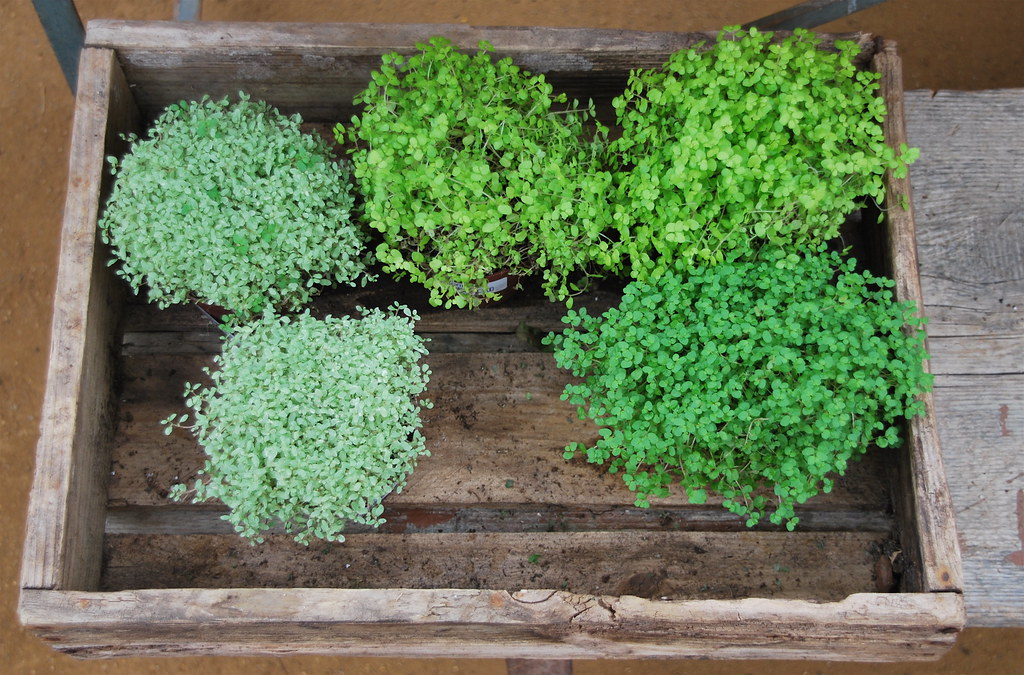 Herbs, Petersham Nurseries Herbs, Petersham Nurseries, Ric… Flickr