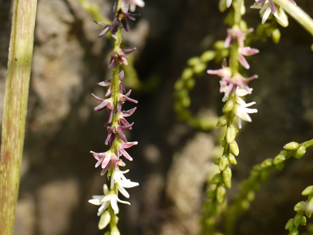 Ambali Genasu (Kannada ಅಮ್ಬಲಿ ಗೆಣಸು) Dioscoreaceae (yam f… Flickr