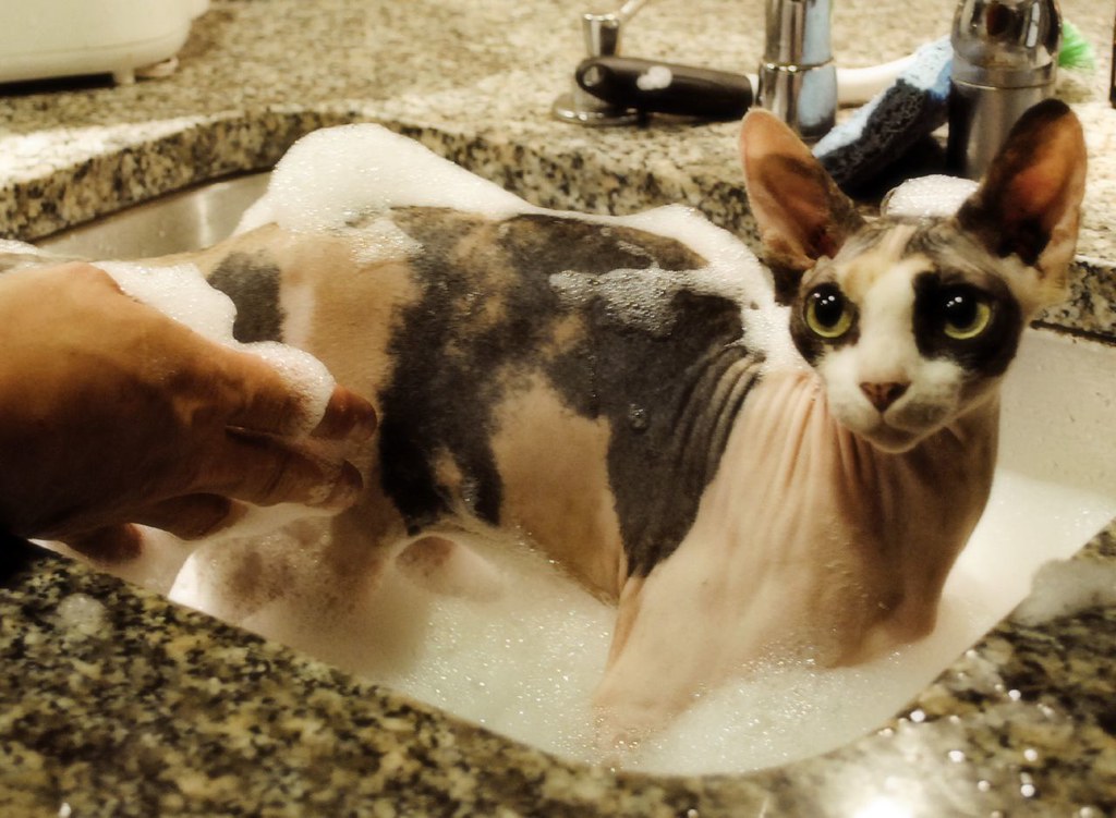Sphynx Bath Amy Flickr